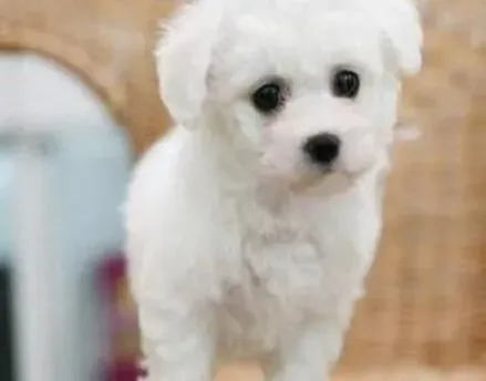 比熊犬|主人可以为老年的比熊犬更换饮食食谱吗