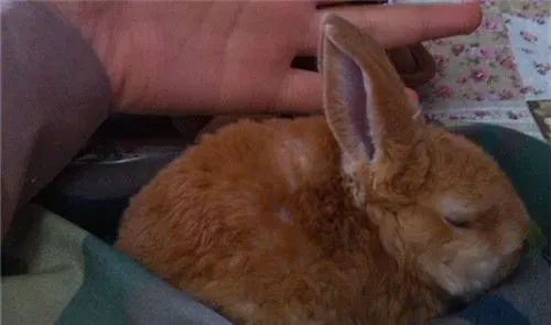 美国黄褐色家兔怎么挑选 是中型兔之一 | 美国黄褐色家兔