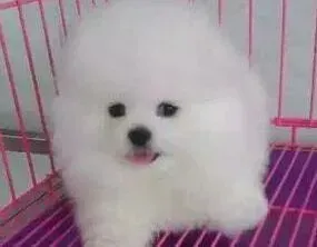 博美犬|最近博美犬吃什么吐什么是怎么了