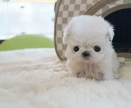 马尔济斯|马尔济斯犬这两天严重厌食该怎么办