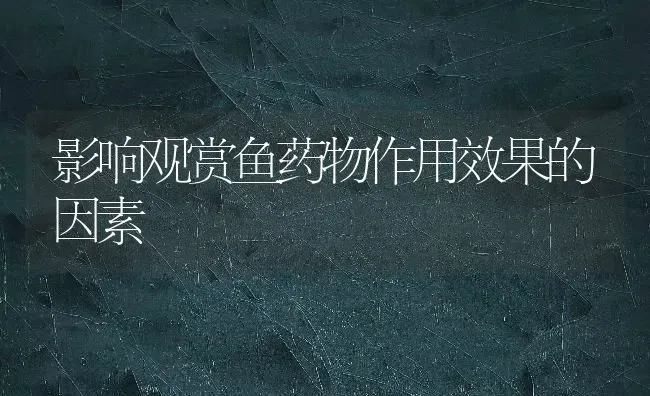影响观赏鱼药物作用效果的因素 | 鱼类宠物