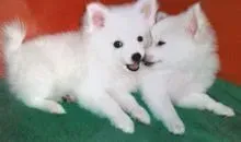 银狐犬|银狐犬不吃东西，后腿站不起来是为什么