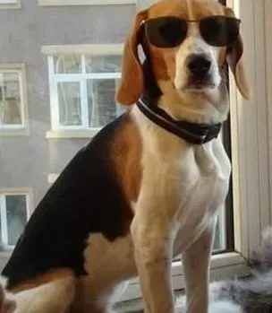 比格犬|比格犬怎样才能健康的度过炎热的夏季