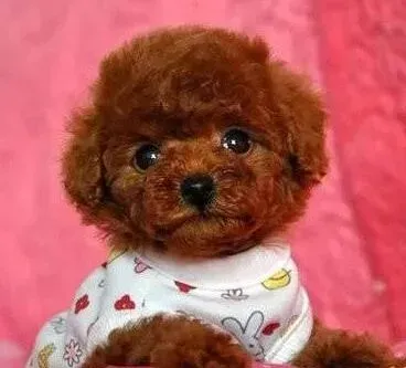 泰迪犬|泰迪犬呼吸困难、轻微气喘是什么症状