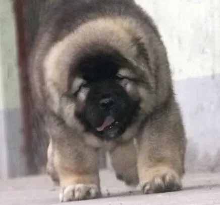 高加索犬|高加索犬夏季不爱吃饭好对策