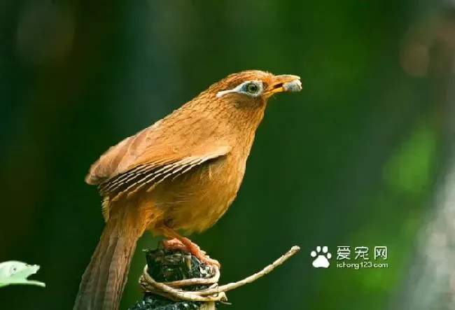 画眉换羽期要注意什么 画眉换羽期必备资料