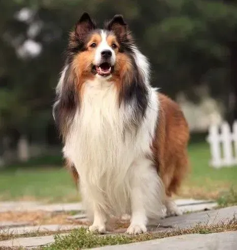 喜乐蒂|怎么纠正喜乐蒂犬乱吃东西
