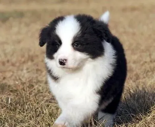 边境牧羊犬|边境牧羊犬训练的最佳时间你了解吗