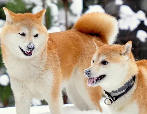 秋田犬体重 秋田犬成犬的体重在50到80斤 | 秋田犬