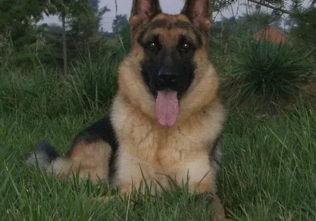 德国牧羊犬|如何科学的给德国牧羊犬分配零食