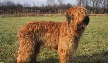 伯瑞犬好养吗   细心养护加上足够耐心 | 伯瑞犬