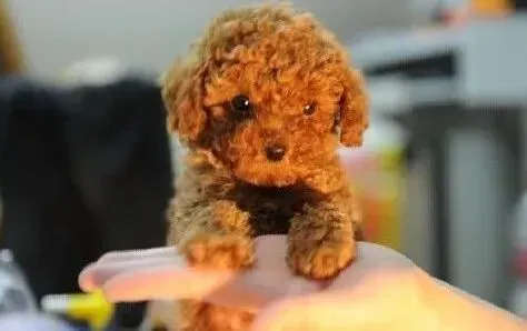 贵宾犬|遵守饲养要点 让饲养贵宾犬的工作变得更加容易