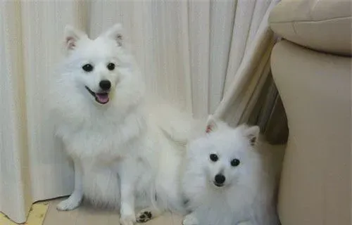 银狐犬和博美哪个好养 银狐比较淘气活泼 | 银狐犬