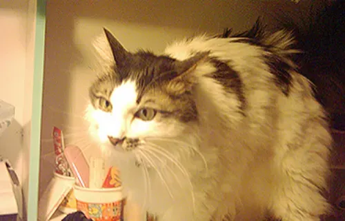 猫咪尿频 多关心猫咪的饮食健康做好预防 | 猫