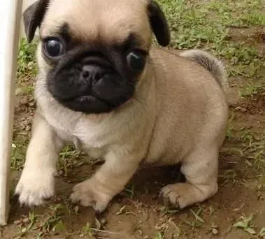 巴哥犬|怎样正确的给巴哥犬选购合适的食品