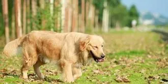 两个月狗怎么洗澡  幼犬不建议水浴建议干洗 | 狗