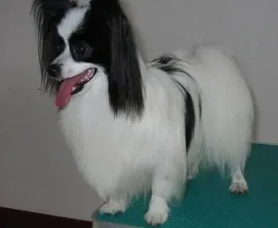 蝴蝶犬|科学补钙  饲养蝴蝶犬时不要忘记补钙问题
