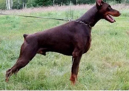 杜宾犬|两个月的杜宾犬一天吃几顿呢 求方法