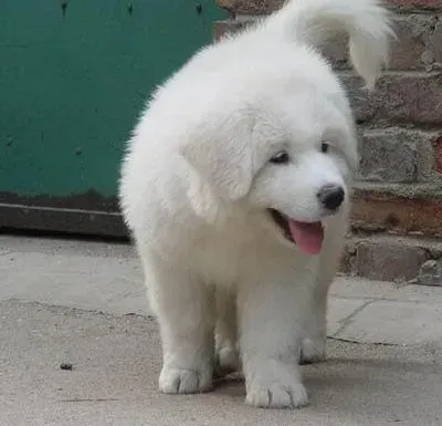 大白熊犬|大白熊犬皮肤瘙痒有皮屑是不是真菌感染