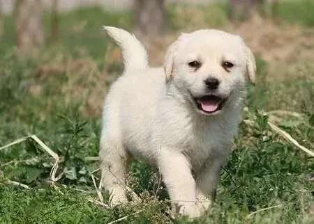 拉布拉多|驱虫期间的拉布拉多犬应注意哪些事情