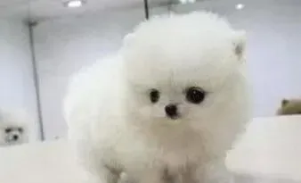 博美犬|博美犬什么时候可以驱虫 求解答