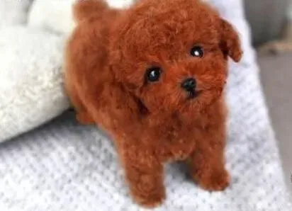 贵宾犬|给贵宾犬拍摄出有个性照片的几个小窍门