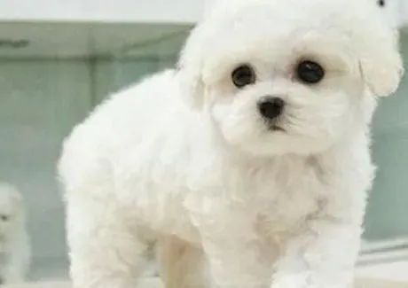 比熊犬|为比熊犬保洁和美容的巧妙方法