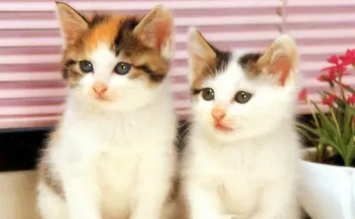 爱洗澡的猫猫  爱洗澡的猫猫的种类有很多 | 猫