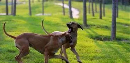 罗得西亚脊背犬的评价 一种非常温顺的狗狗 | 罗得西亚脊背犬