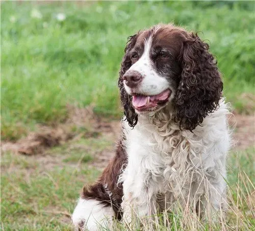英国史宾格犬智商高吗 史宾格犬智商不是很高 | 史宾格犬