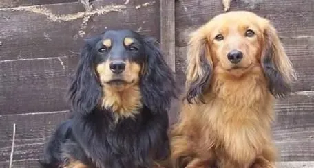 长毛腊肠犬智商高吗 腊肠犬智商不是很高 | 腊肠犬