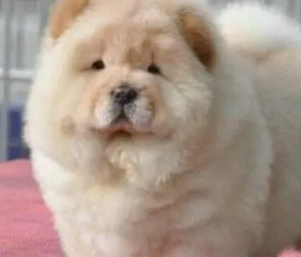 松狮犬|极品松狮犬的美容方法有哪些技巧