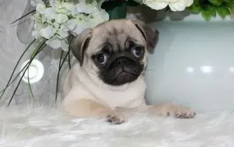 巴哥犬|狗狗科学饮食 巴哥犬食用蛋糕前需要知道哪些事情