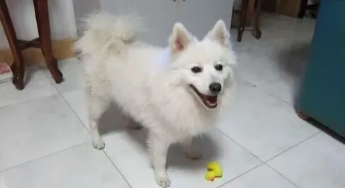 银狐犬和博美哪个好养 银狐比较淘气活泼 | 银狐犬