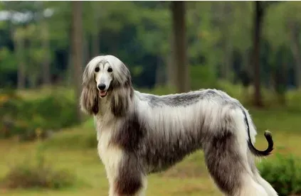 阿富汗猎犬到底有多笨 对主人服从性很好 | 阿富汗猎犬