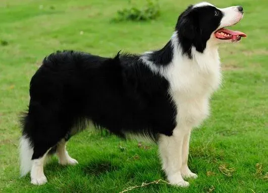 边境牧羊犬|让边境牧羊犬养成健康饮食的好习惯