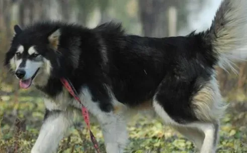 阿拉斯加雪橇犬怎么饲养  朱古力不能吃 | 阿拉斯加雪橇犬