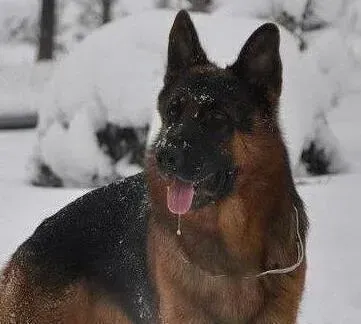 德国牧羊犬|主人具备什么条件才能让德国牧羊犬生活的更加舒心