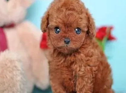 贵宾犬|贵宾犬在参加选美比赛前要做好哪方面的准备