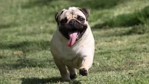 巴哥犬|导致巴哥犬出现腹泻的原因有哪些