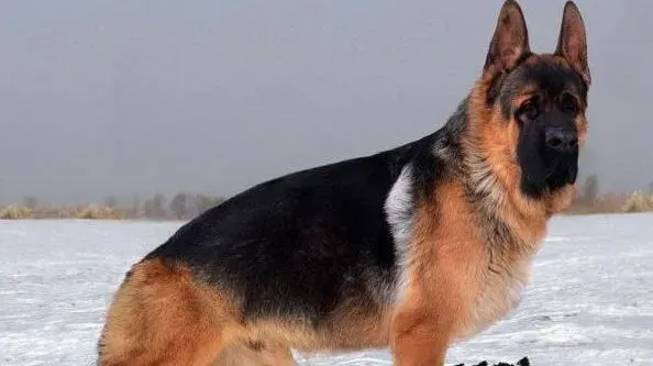 德国牧羊犬|百变狗狗 如何给德国牧羊犬染毛