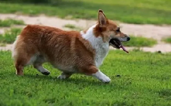 柯基犬|训练宝典之训练柯基犬期间需要注意哪些要点