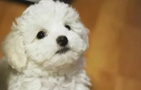 白色泰迪犬就是比熊吗 白色泰迪犬不是比熊 | 泰迪