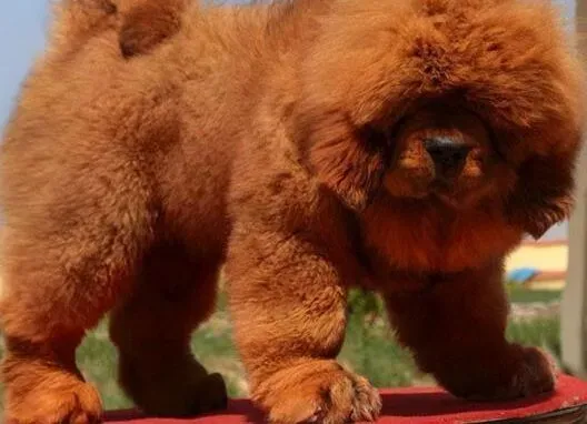 藏獒|家庭医生教你如何科学护理生产前的藏獒