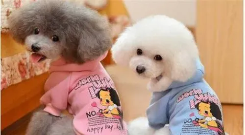 白色泰迪犬就是比熊吗 白色泰迪犬不是比熊 | 泰迪