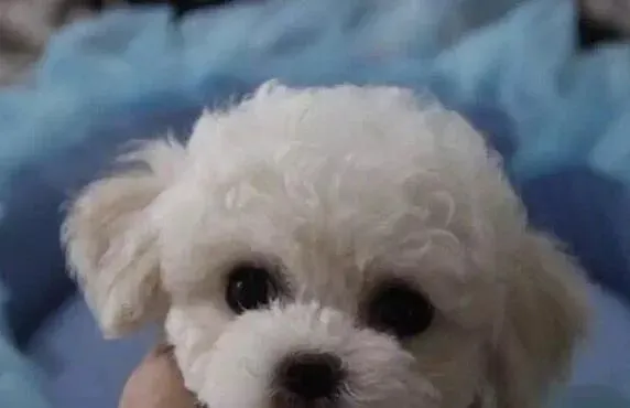 白色泰迪犬就是比熊吗 白色泰迪犬不是比熊 | 泰迪
