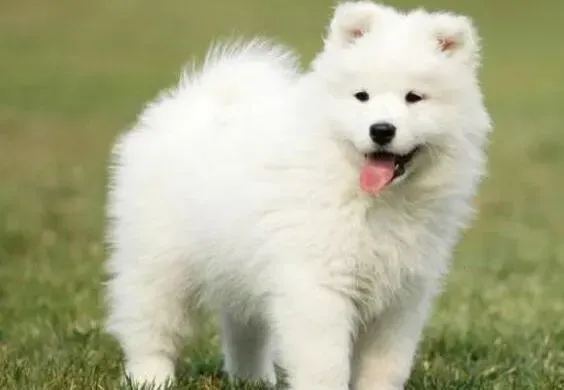 萨摩耶|萨摩耶没有任何征兆的脱毛是为什么