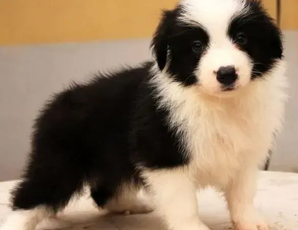 边境牧羊犬|美丽大课堂 如何给边境牧羊犬日常护理