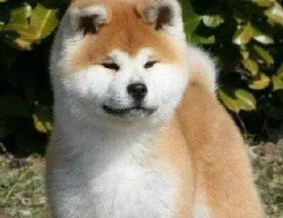 秋田犬|秋田犬母犬产后护理工作主人要知道