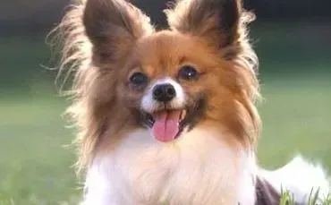 蝴蝶犬|脱毛全攻略 五个方法轻松搞定蝴蝶犬掉毛问题